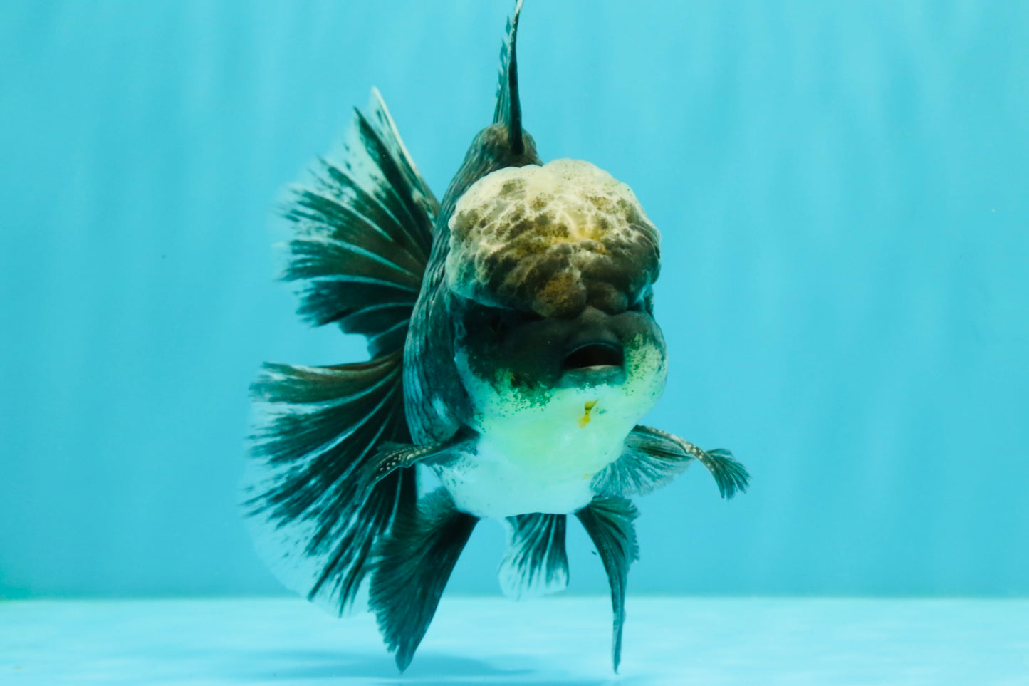 AAA Grade Kirin Jade Head Oranda Male 6 inches #070626OR_20