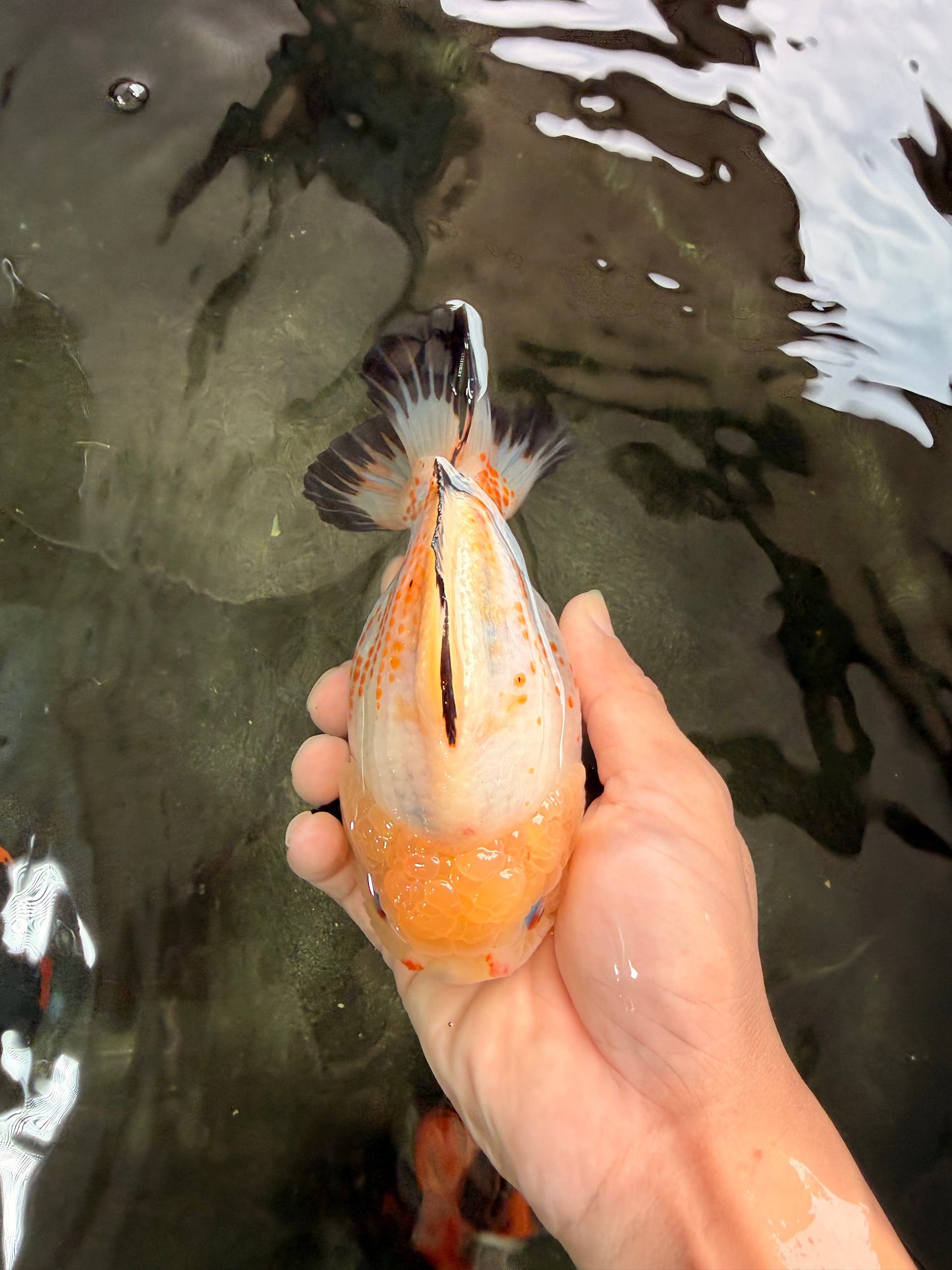 AAA Grade White Button Eyes Yuanbao Female 5.5 inches #062626YB_13