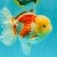 FLUFFY A Grade Red White Oranda Male 6-6.5 inches #071026OR_28