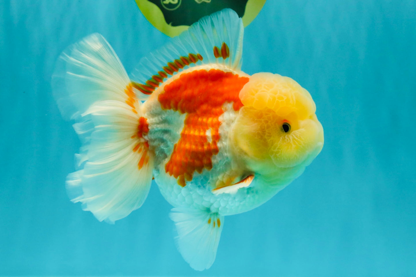 FLUFFY A Grade Red White Oranda Male 6-6.5 inches #071026OR_28