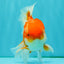 Red White Oranda Male 5.5-6 inches #082826OR_09