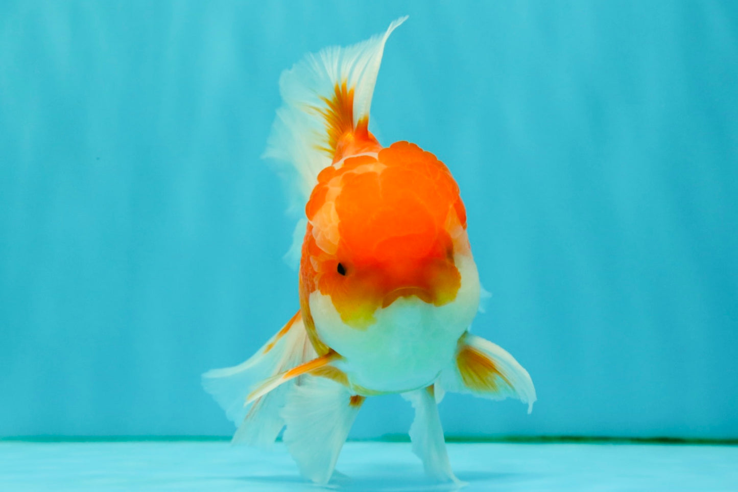 Red White Oranda Male 5.5-6 inches #082826OR_09