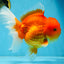 SUPER CUTE A Grade Red White Oranda Female 6.5 inches #110725OR_01