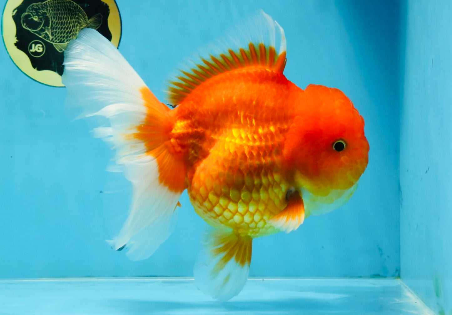 SUPER CUTE A Grade Red White Oranda Female 6.5 inches #110725OR_01