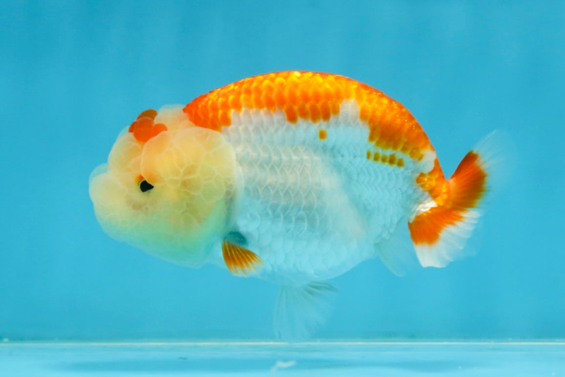 AAA Grade Young Red White LionQueen 4 inches #101025LC_05