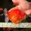 AAA Grade Tiger Yuanbao Male 5.5 inches #100926YB_03