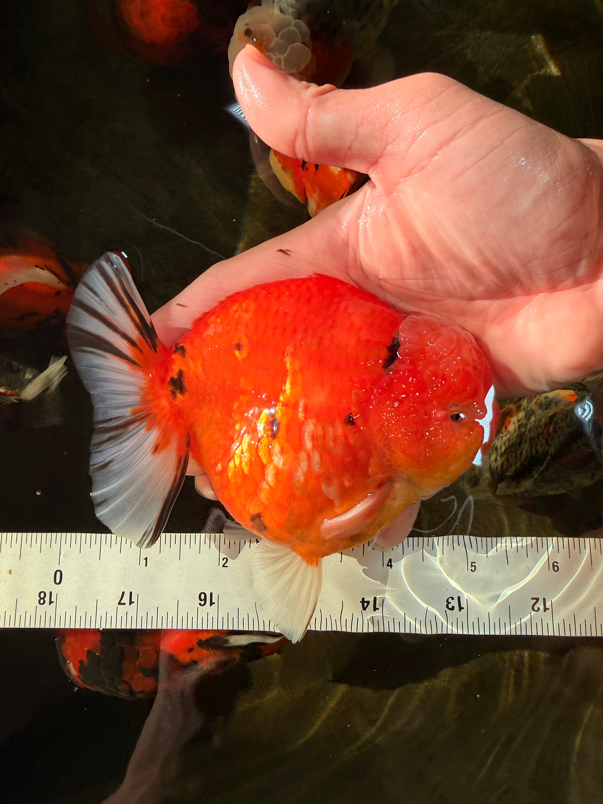 AAA Grade Tiger Yuanbao Male 5.5 inches #100926YB_03