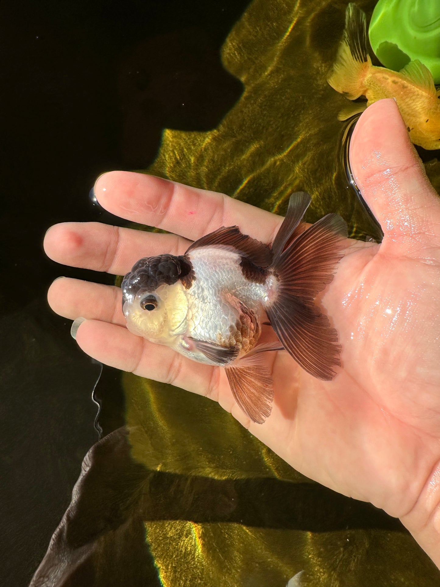 Panda Oranda Male 3-3.5 inches #1018OR_14