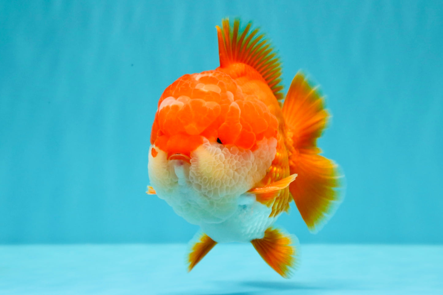 SUPER CUTE AAA Grade Godzilla Red White Yuanbao Male 5.5 inches #030626YB_09