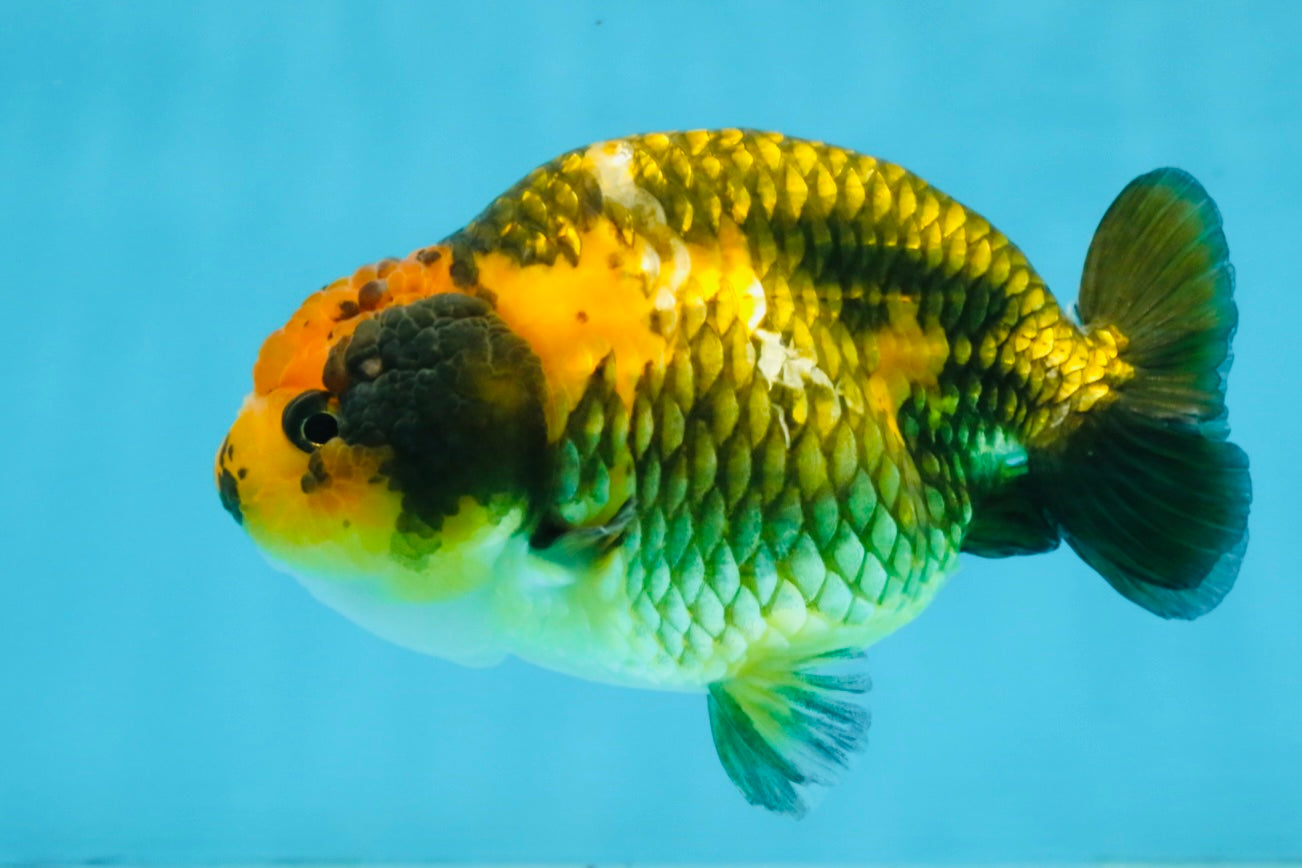 A Grade Chinese Apache Ranchu 4.5-5 inches #110725RC_12