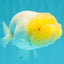 White LionChu Female 4 inches #050126LC_22