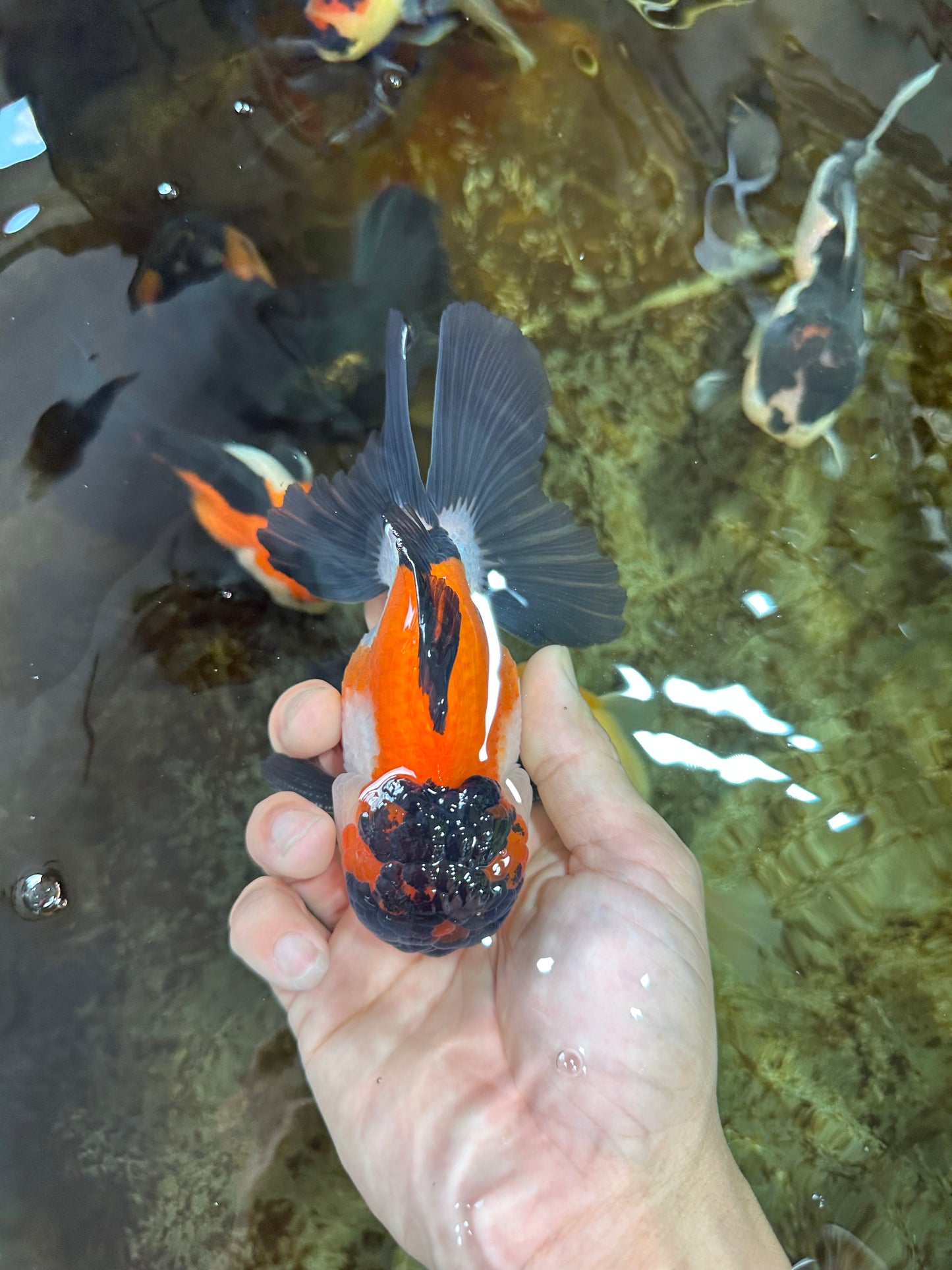 A Grade Tricolor Button Eyes Oranda Male 5-5.5 inches #080125OR_23