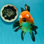 Apache (Black Orange) Pompom Button Eyes  Oranda Female 5.5 inches #110124OR_03