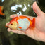 A Grade Red White LionQueen 4 inches #081426LC_17