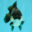 AAA Grade Panda Yuanbao Male 4.5-5 inches #082126YB_23