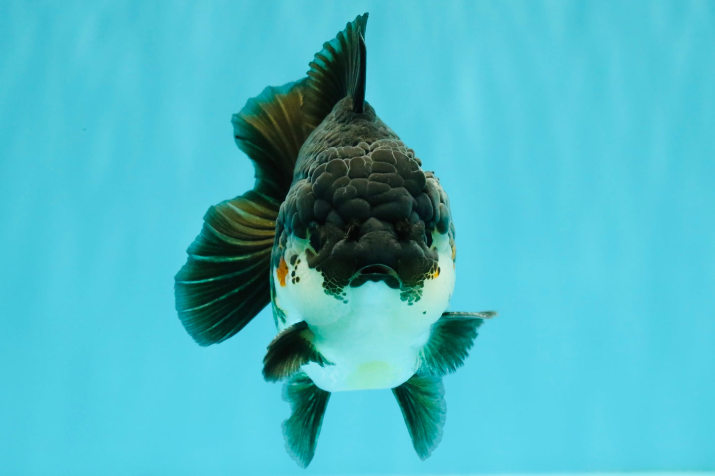 AAA Grade Panda Yuanbao Male 4.5-5 inches #082126YB_23