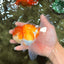 A Grade Red White Oranda Male 5.5 inches #081426OR_08