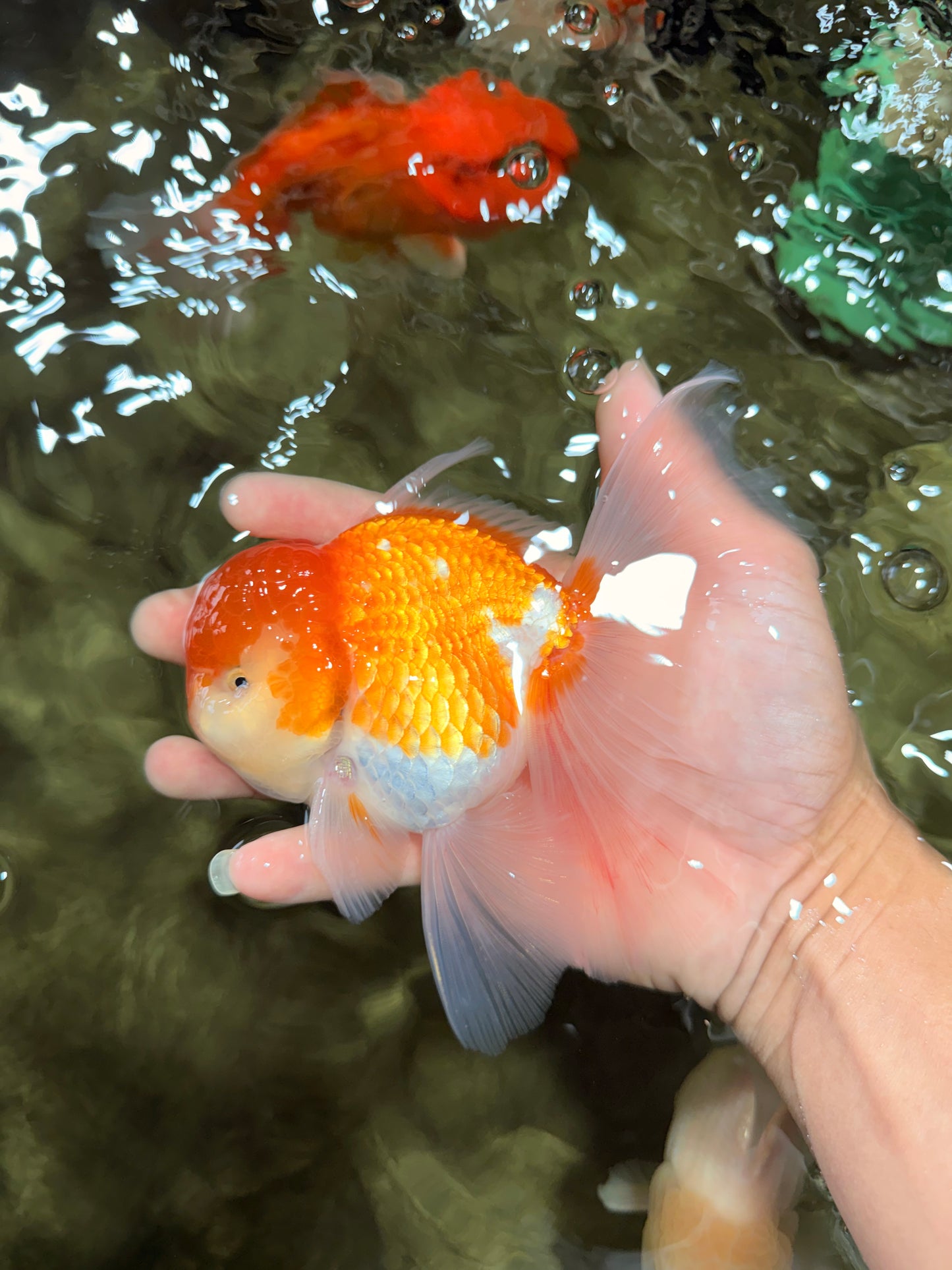 A Grade Red White Oranda Male 5.5 inches #081426OR_08