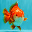 CHUBBY AAA Grade Red White Yuanbao Male 5-5.5 inches #051526YB_12