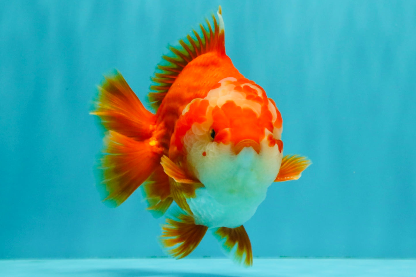 CHUBBY AAA Grade Red White Yuanbao Male 5-5.5 inches #051526YB_12