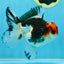 A Grade Tricolor Button Eyes Oranda Male 4.5-5 inches #081525OR_28