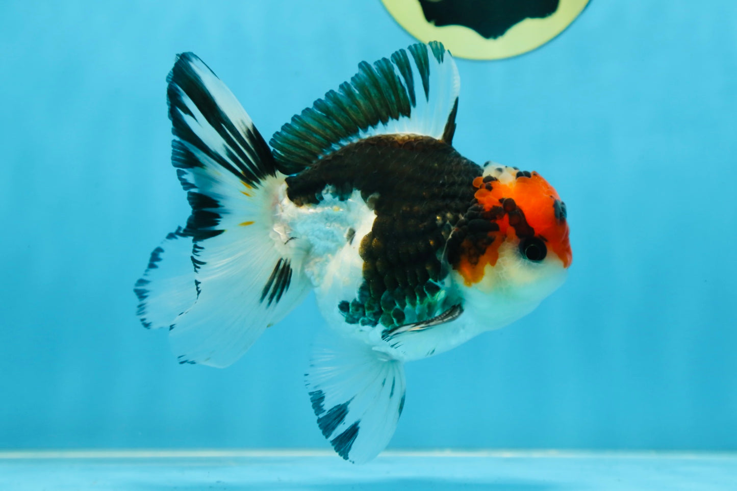 A Grade Tricolor Button Eyes Oranda Male 4.5-5 inches #081525OR_28