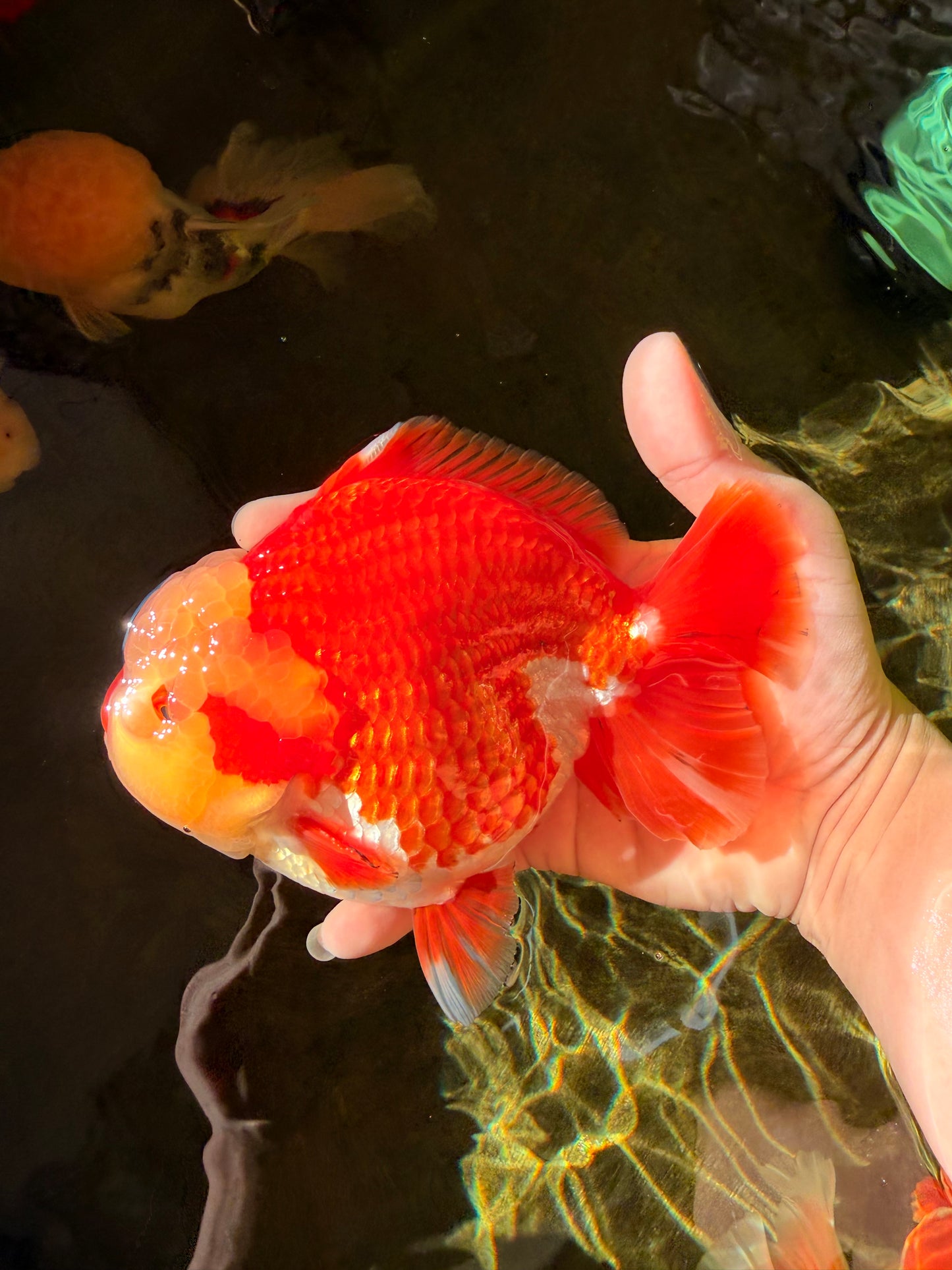 SUPER CUTE AAA Grade Godzilla Red White Yuanbao Male 6 inches #022726YB_02