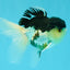 Panda Oranda Male 5 inches #031326OR_29