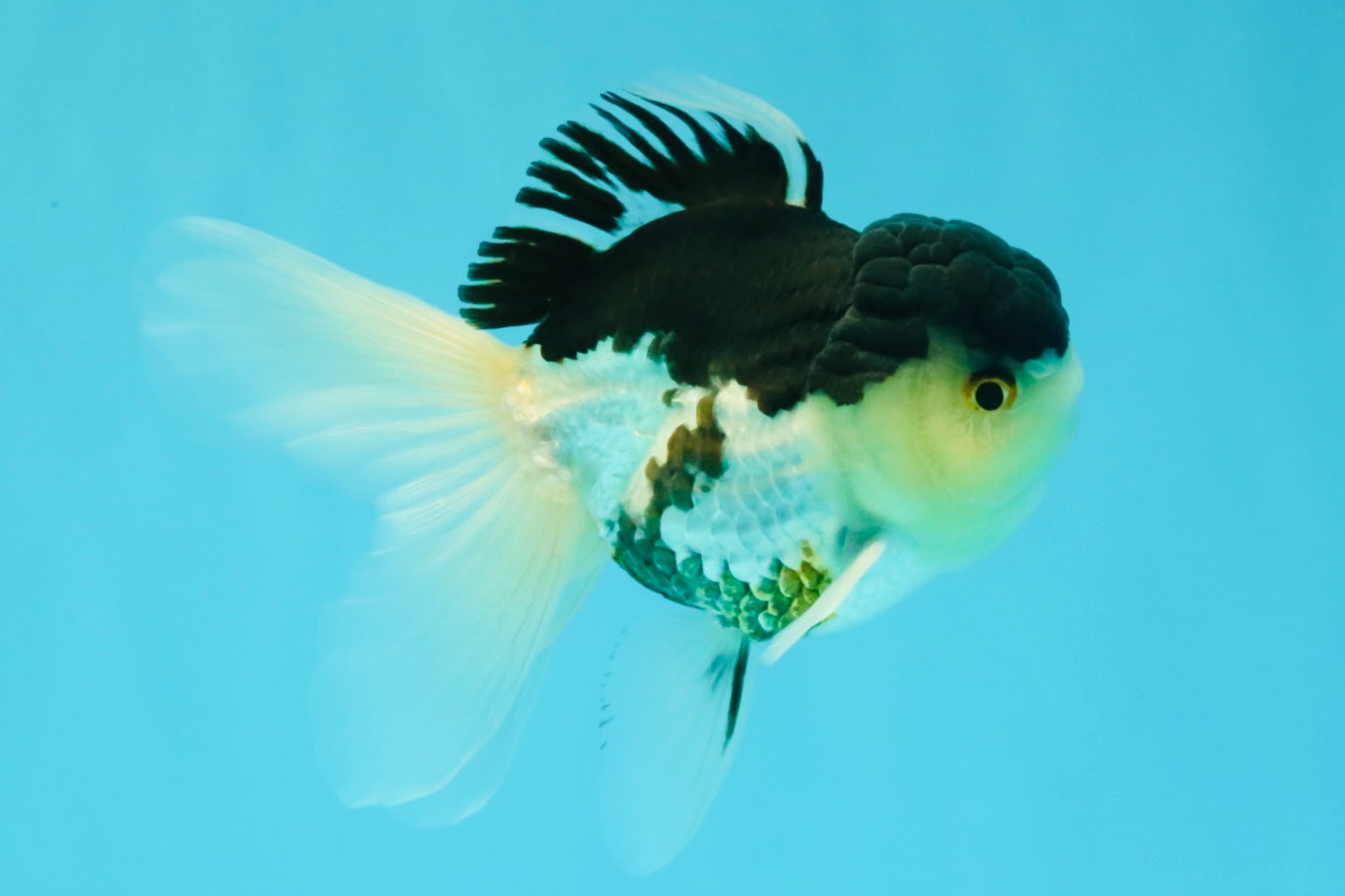 Panda Oranda Male 5 inches #031326OR_29