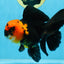 A Grade Apache Oranda Male 5.5-6 inches #081525OR_21