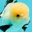 A Grade Gorgeous Lemonhead Oranda Male 5 inches #110824OR_17