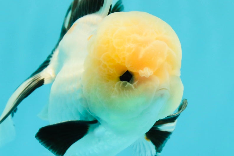 A Grade Gorgeous Lemonhead Oranda Male 5 inches #110824OR_17