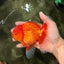 A Grade Strong Body Structure Red White Oranda Male 5-5.5 inches #062626OR_27