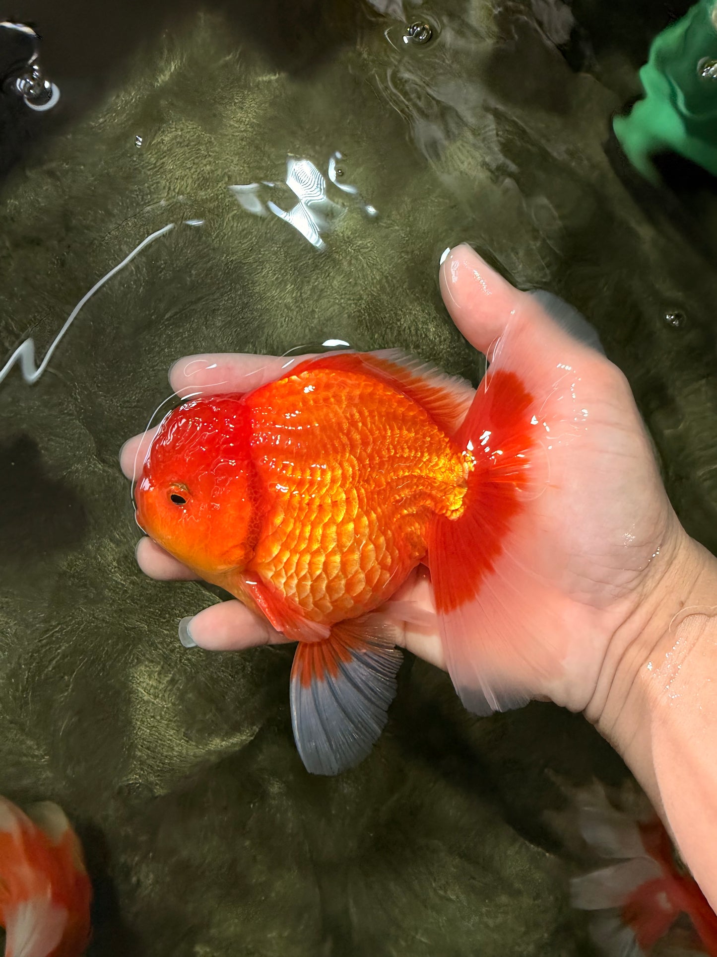 A Grade Strong Body Structure Red White Oranda Male 5-5.5 inches #062626OR_27
