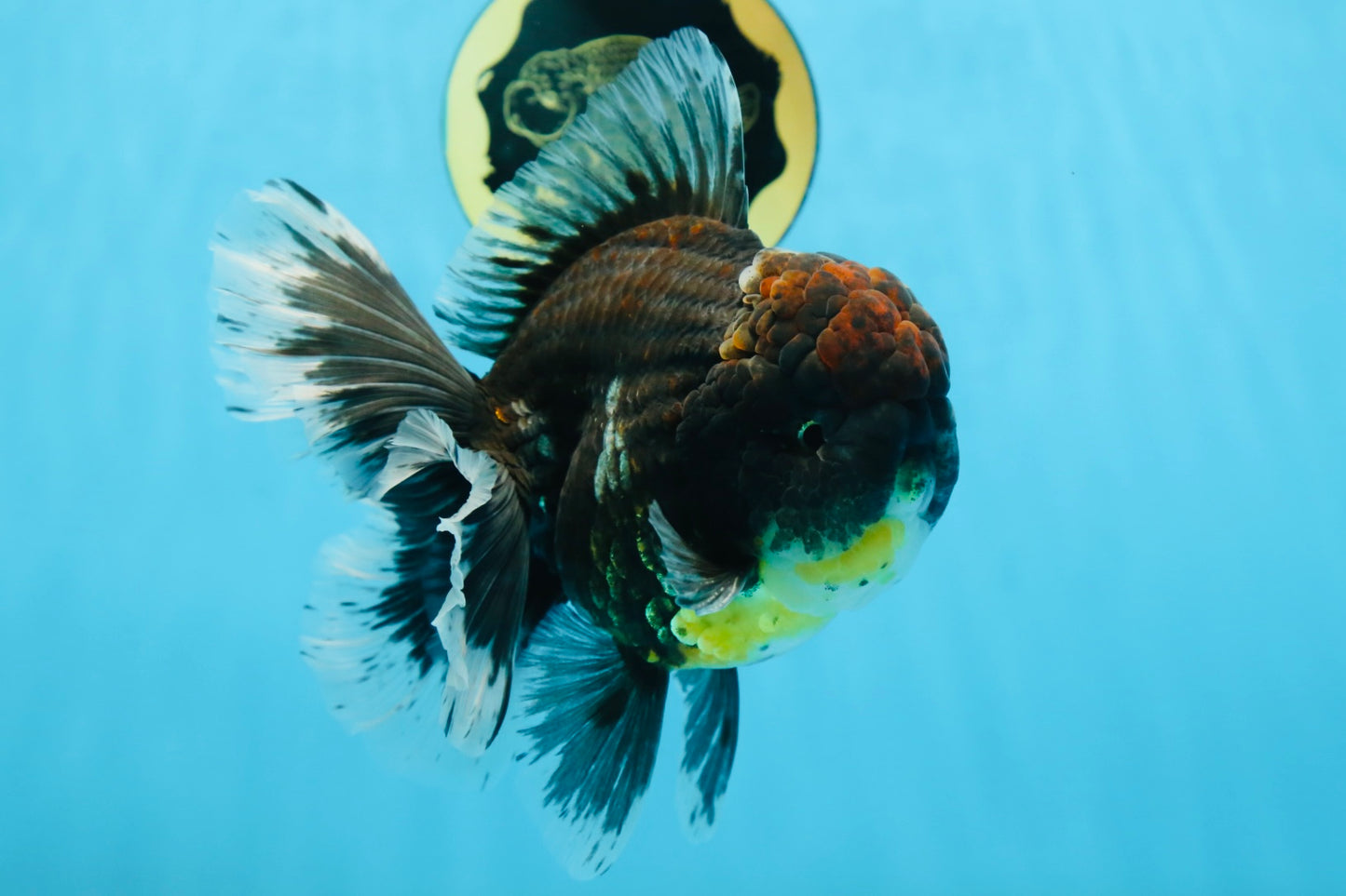 AAA Grade Young Godzilla Sakura Kirin Oranda Male 6 inches #081525OR_11