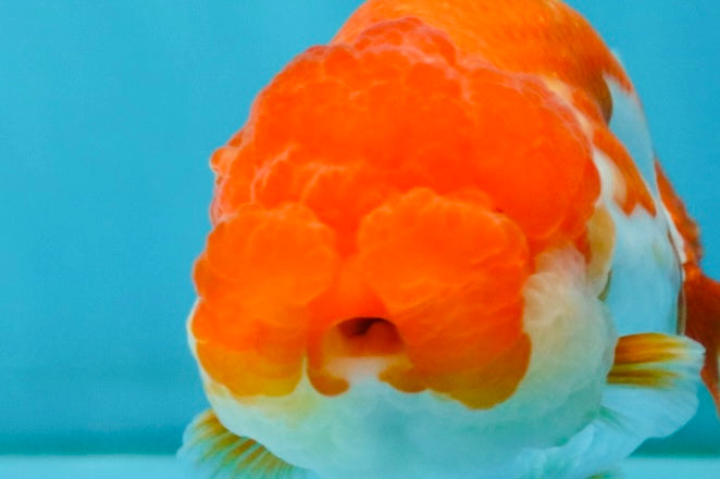 TOMATO A Grade Red White LionQueen 4-4.5 inches #032726LC_17