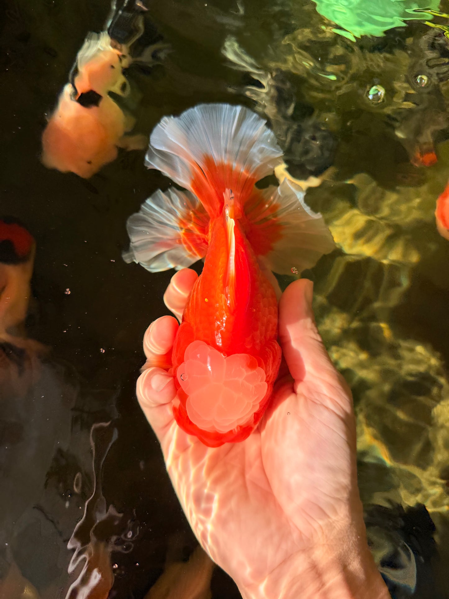 CHONKY AAA Grade Jade Head Red White Oranda Male 6 inches #030626OR_18