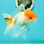 A Grade Chubby Tricolor Red Head Oranda Male 4.5-5 inches #1018OR_21