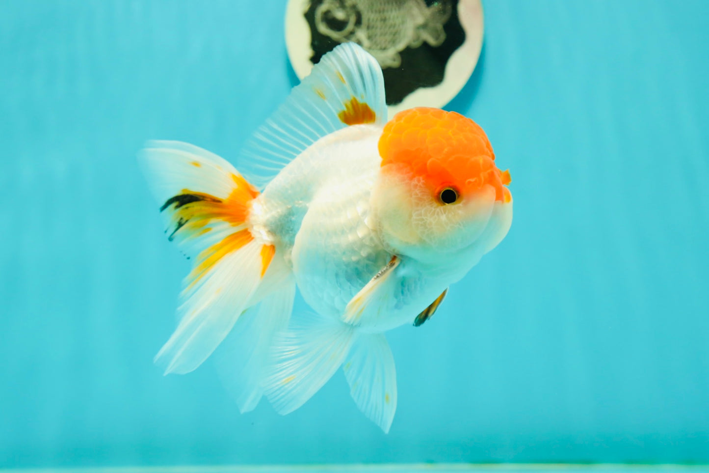 A Grade Chubby Tricolor Red Head Oranda Male 4.5-5 inches #1018OR_21