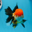 A Grade Tricolor Oranda Male 5 inches #0830OR_19