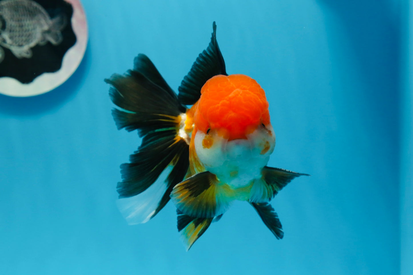 A Grade Tricolor Oranda Male 5 inches #0830OR_19