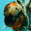 A Grade Real Calico Oranda Male 5.5 inches #062626OR_32