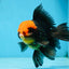 A Grade UNIQUE Red Head Oranda Male 5 inches #080125OR_29