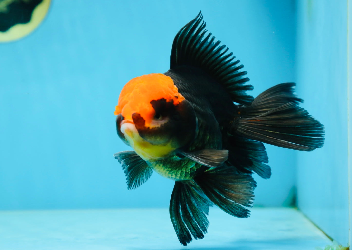 A Grade UNIQUE Red Head Oranda Male 5 inches #080125OR_29