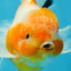A Grade Sakura Oranda Male 4.5-5 inches #060625OR_24