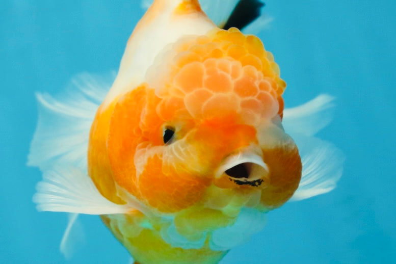 A Grade Sakura Oranda Male 4.5-5 inches #060625OR_24