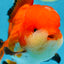 AAA Grade CHUBBY CHEEK Apache Oranda Male 5.5-6 inches #080825OR_19