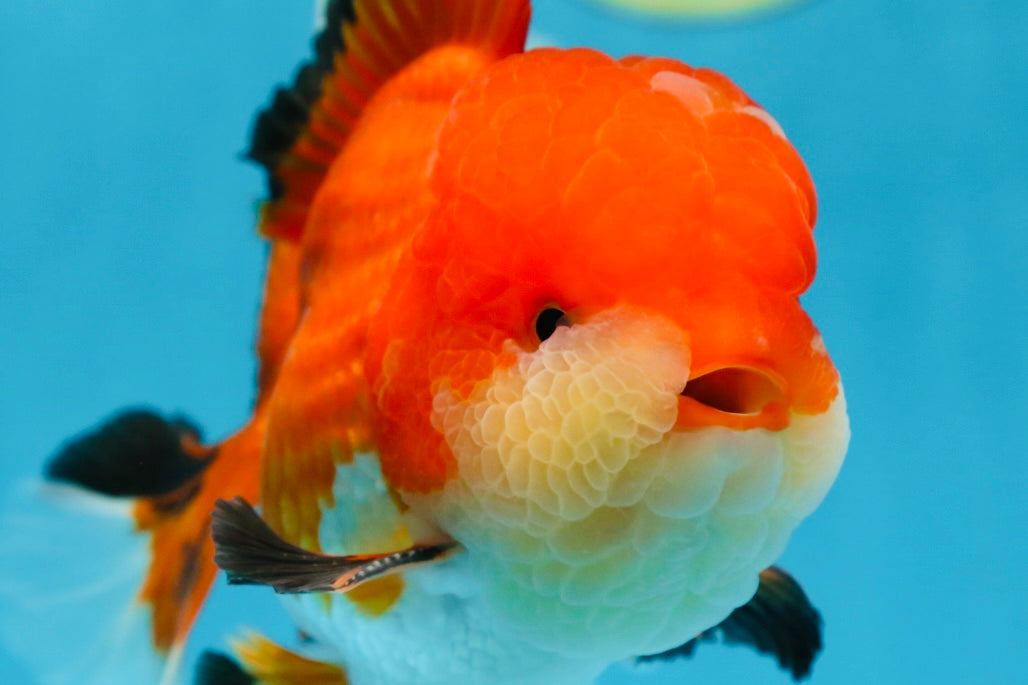 AAA Grade CHUBBY CHEEK Apache Oranda Male 5.5-6 inches #080825OR_19