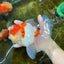 AAA Grade Godzilla Sakura Oranda Male 6-6.5 inches #080125OR_03