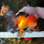 NEMO AAA Grade Apache Oranda Male 6.5 inches  #082225OR_09